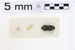 Foto (Dorsalansicht) von Yukoana tenasserimensis (Ôhira, 1970)